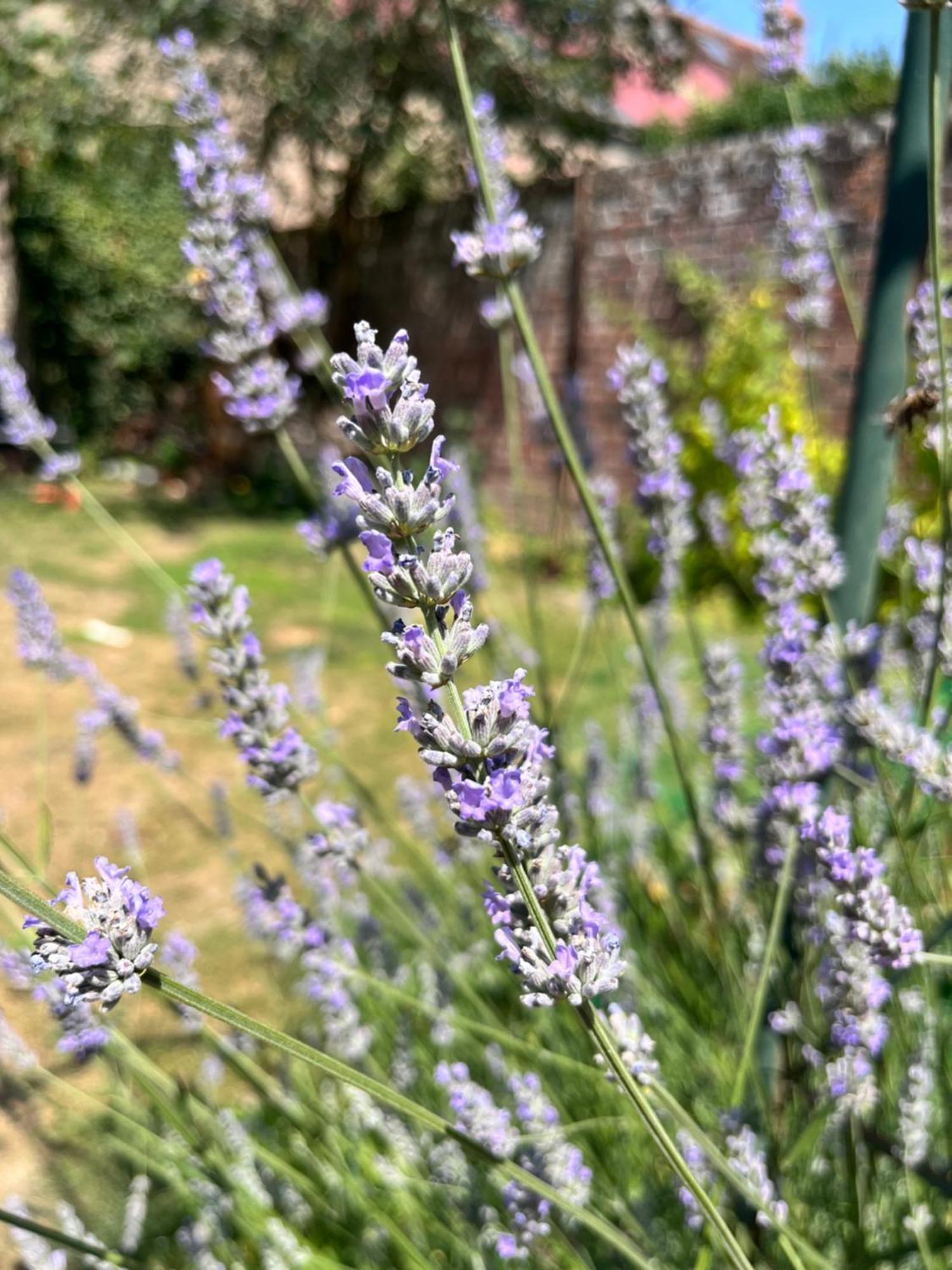 Maison Chaleureuse Avec Jardin - Pause Normande Sées 외부 사진